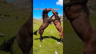 Ardahan Göle İlçesinde Rahvan Atlar Kavga Ediyorlar #shorts