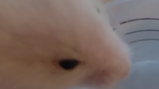 Flower Dragon Boss Transfur