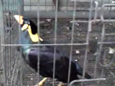 Burung Tiong Mas 