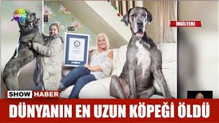 Dünyanın en uzun köpeği öldü