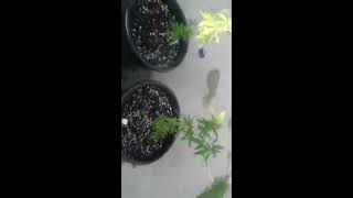 Growing Outdoors strawberry diesel Maui Waui N Blue Dream