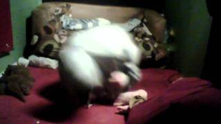 midget death fight!!!!!