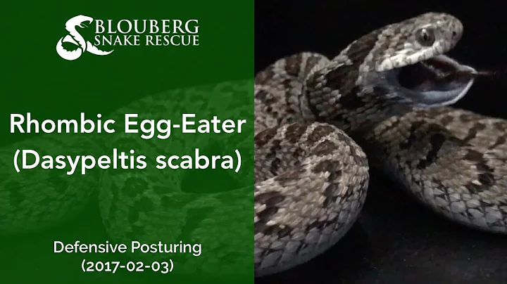Rhombic Egg Eater Defensive Posturing (20170203)