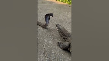 lizard vs snake #snake #kingcobraattack #fighting #lizard
