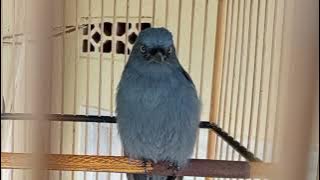 #part35 Masteran Juara Srigunting Abu Abu full Variasi Suara Tembakan Terbaik Terbaru October 29, 