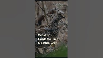 Ruffed Grouse Hunting: A Complete Guide