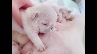 Nursing Newly Born Puppies #Shorts by Maricar MN Vlog 68 views 2 years ago 16 seconds