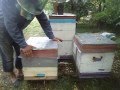 Как соединить 2 отводка пчел без вреда и спользой для пчеловода