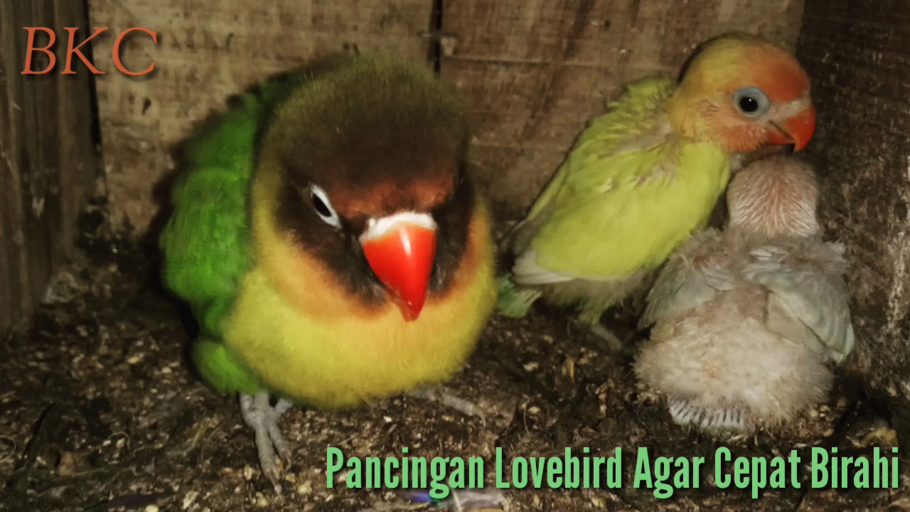 Pancingan lovebird agar cepat birahi | Hanya dua hari lihat apa yang