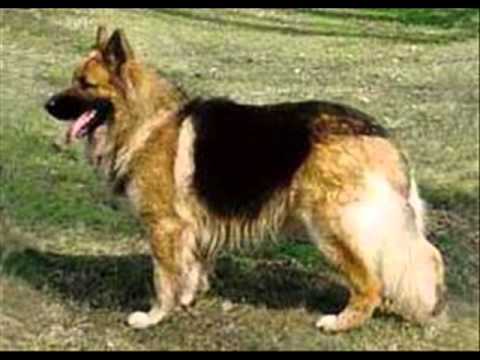 مهرجان الديشا وحودة الباشا