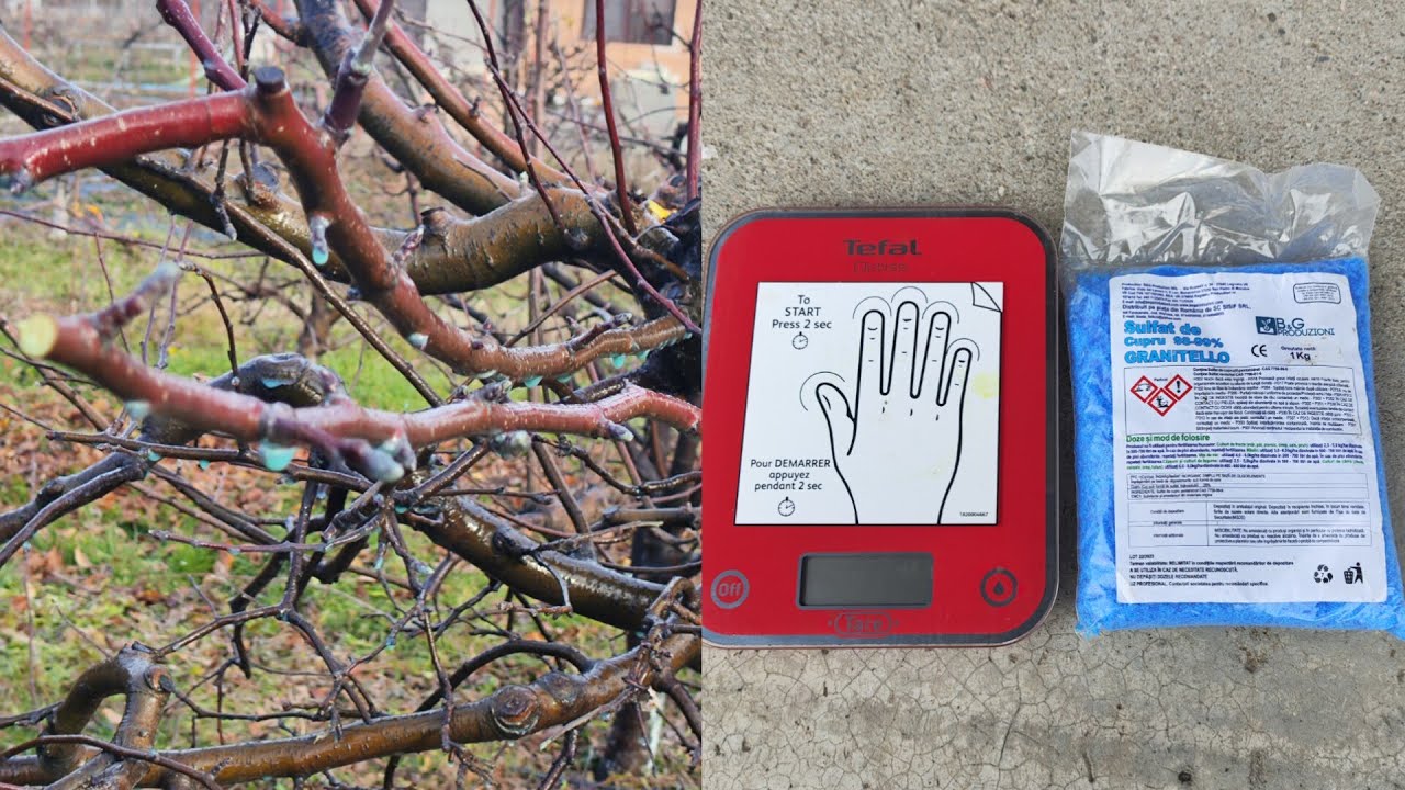 Stropirea pomilor fructiferi cu sulfat de cupru ✅🍏🍎🍒🍑🍐