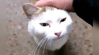 Ukraine's Feeding Program for Stray Cats A Compassionate Bridge