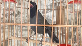 KHƯỚU MUN HÓT KÍCH TRỐNG. Sơn Cầm