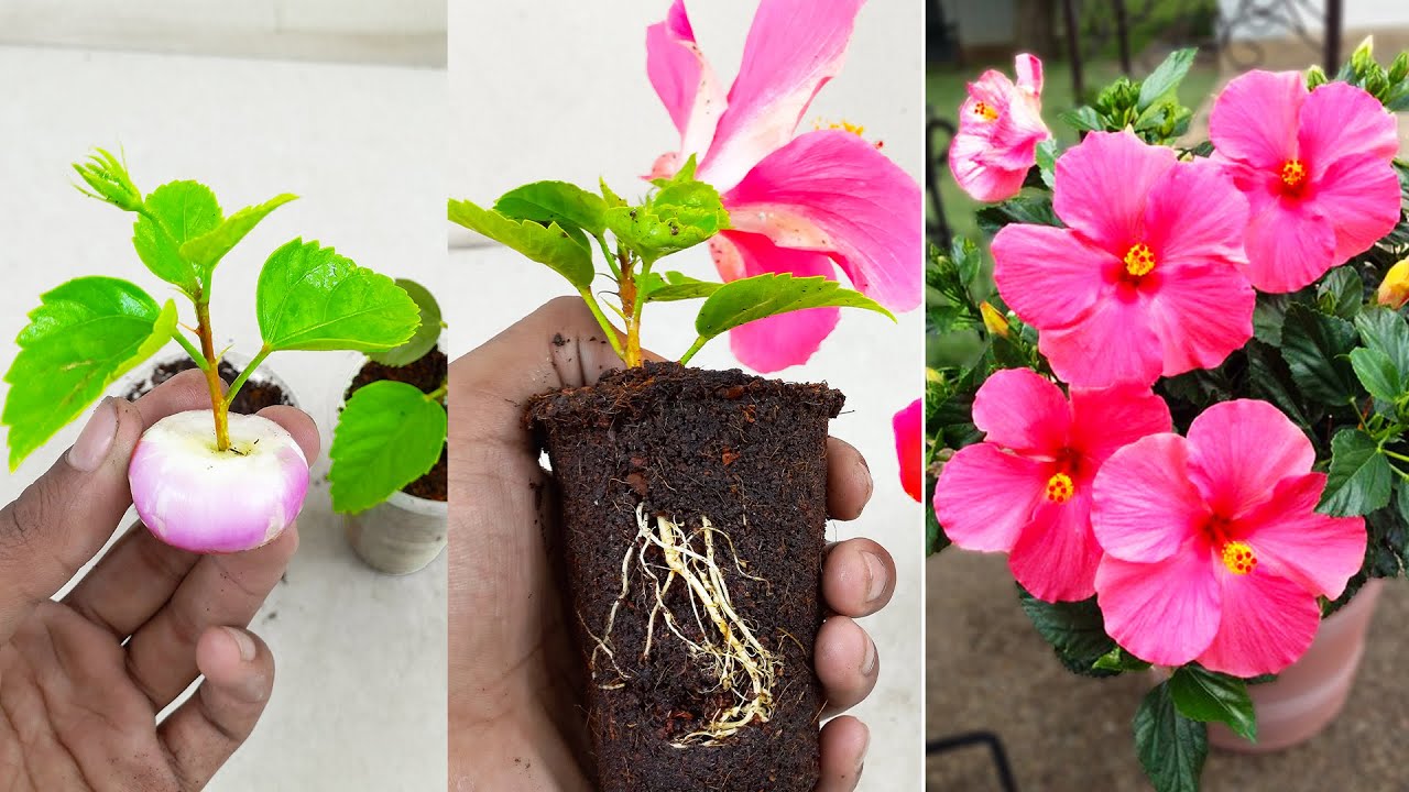 How to grow hibiscus tree in a hibiscus cutting with onion and hormone teblet YouTube
