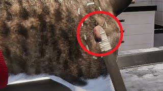 동물병원 시뮬레이터하다가...변태로 오해받았습니다 screenshot 5