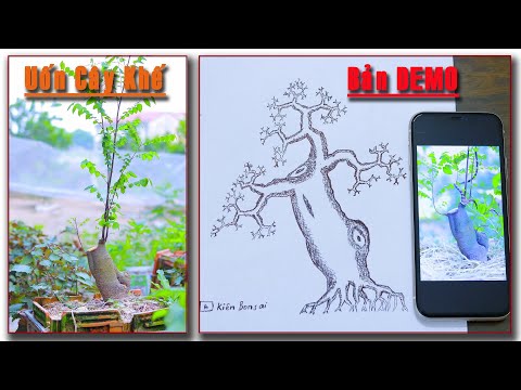 Video Cách Uốn và tạo DeMo cho cây khế rất đơn giản mà đẹp... - youtube