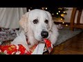 Santa's Gifts: Funny Dog Bailey