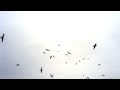 Capture de la vidéo The Cinematic Orchestra | Arrival Of The Birds And Transformation