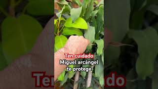 Ten cuidado ! Miguel arcángel te protege 💰🥰 #miguelarcangel  #buenasuerte  #abundancia