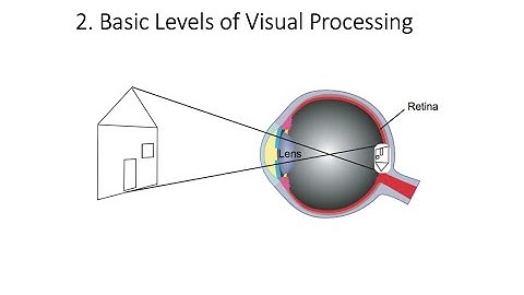 4.2.Basic Levels of Visual Processing? Fundamentals of Cognitive Neuroscience Course, Session 4, P 2