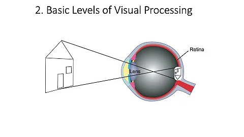 4.2.Basic Levels of Visual Processing? Fundamentals of Cognitive Neuroscience Course, Session 4, P 2