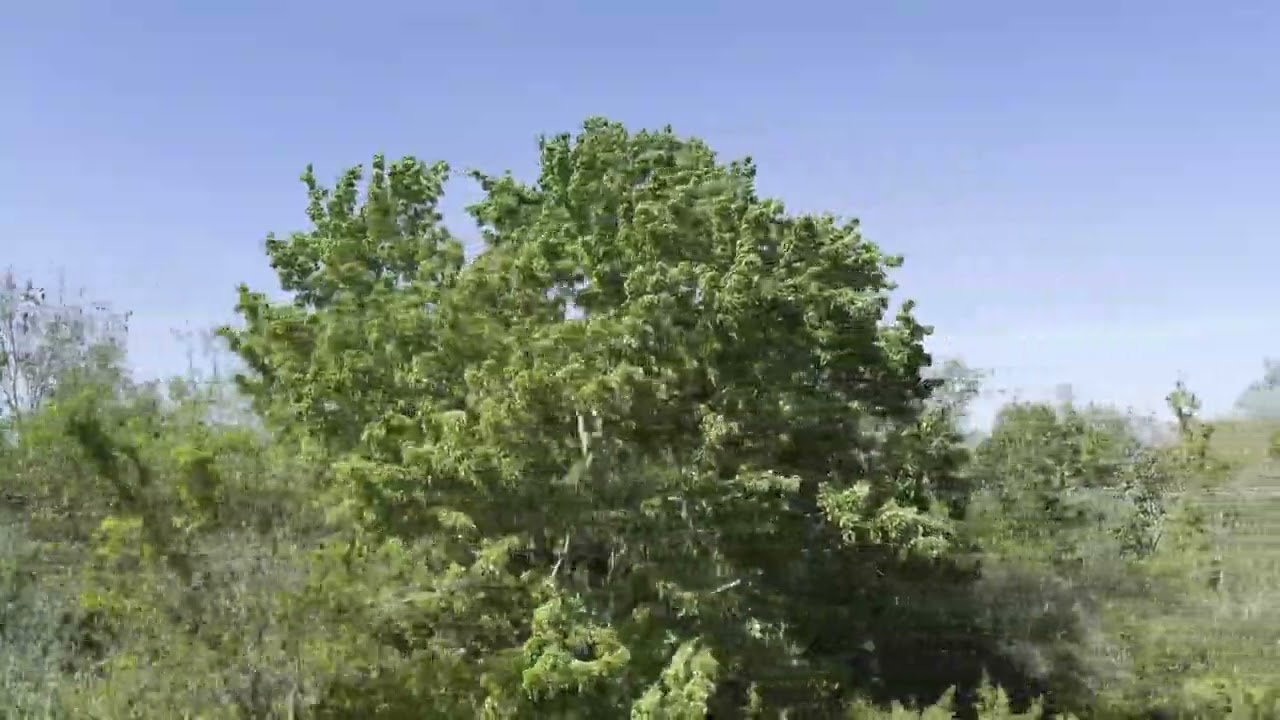 Monorail from Grand Floridian to Magic Kingdom 4K60 (Left Side) | Walt Disney World