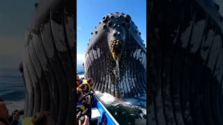 #Whales #Ocean #OceanLife #WhaleWatching #MarineLife #SeaLife #BlueWhale #UnderwaterWorld