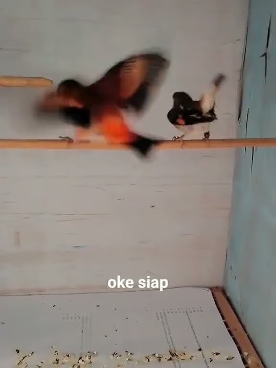 Tutor mengawinkan burung red siskin red sisikin kawin #birds #redsiskin #ternak