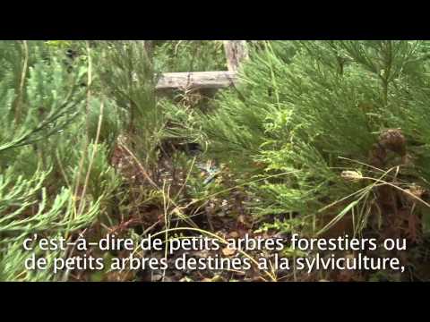 Vidéo: Qu'est-ce qu'une pépinière de plantes indigènes : conseils pour démarrer une pépinière de plantes indigènes