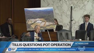 Senator Tillis questions tribe's cannabis operation