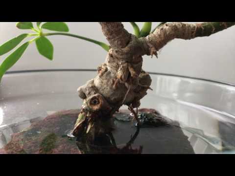 GROW AERIAL ROOTS IN DWARF SCHEFFLERA - pt. 1