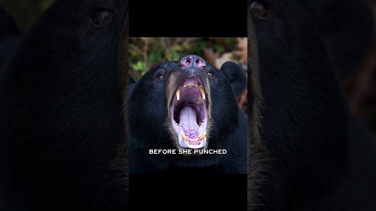 This Camper Fought Off a Bear With Her Bare Hands
