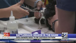 Veterinarians warn dog owners about rattlesnakes