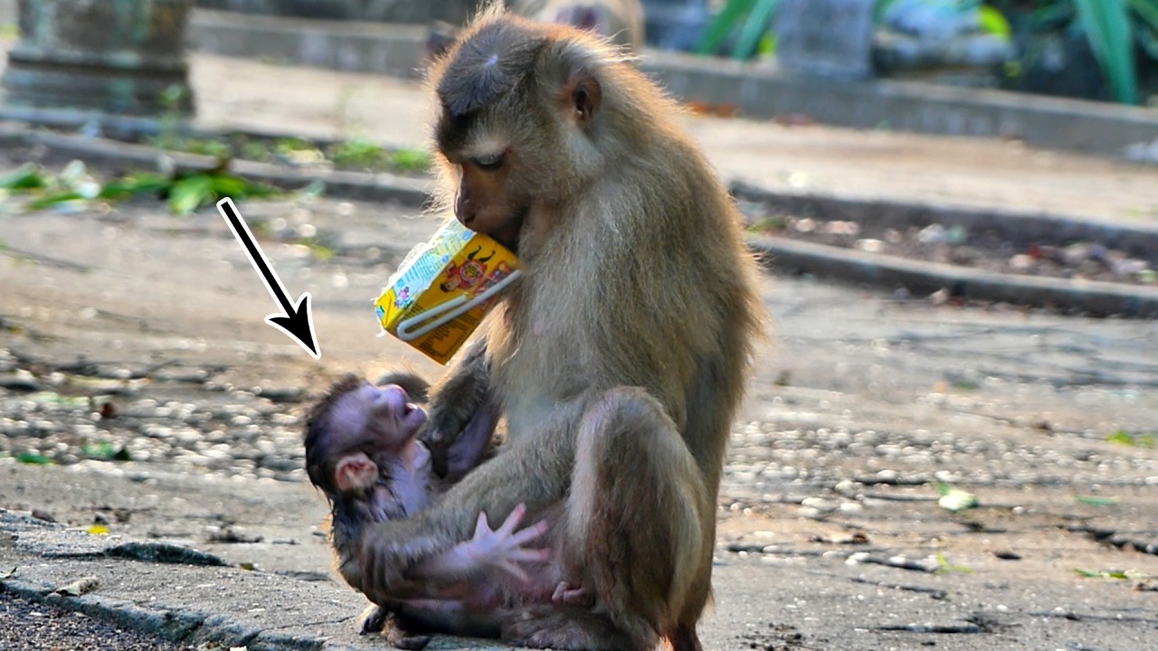 New monkey mom unknow how to hold her first baby