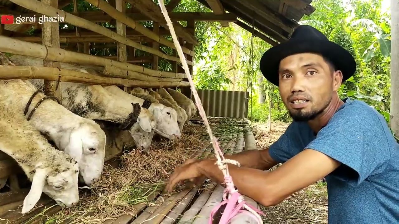 Cara Ternak Domba Gibas Untuk Pemula