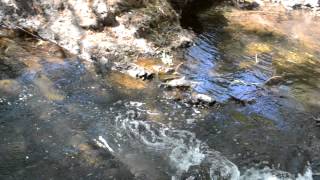 Charco verde !! Ayotlan jalisco(1)