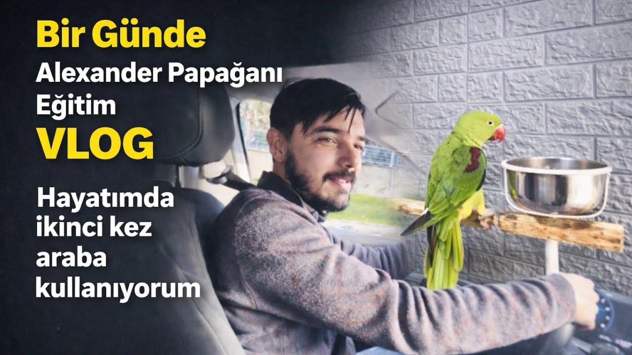 Bir Günde Papağan Alıştırdım | İkinci Kez Araba Sürdüm 🚗🦜