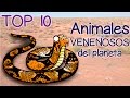 Top 10 Animales más Venenosos del mundo / Cuyoneta