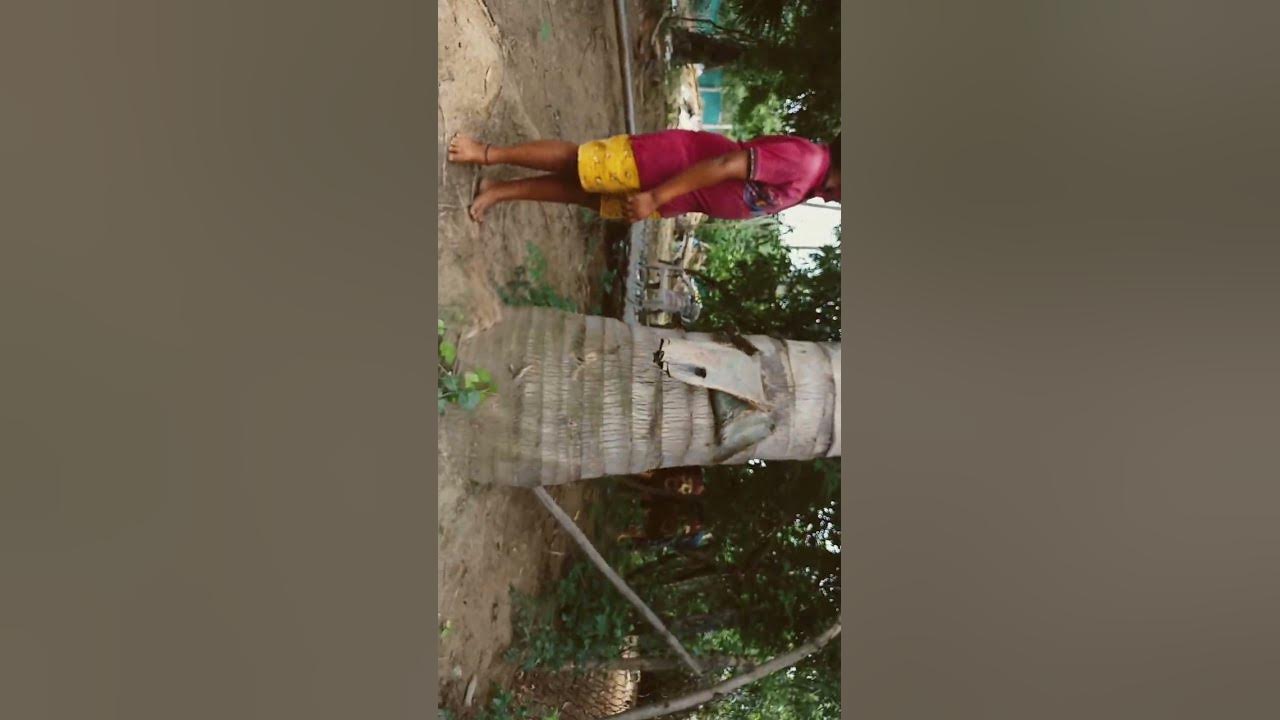 Vikas About Coconut Tree In Nellore short nature YouTube vikas-about-coconut-tree-in-nellore-short-nature-youtube