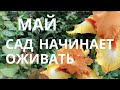 Май. Сад начинает оживать.