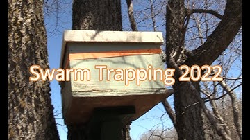 Setting up a Swarm Trap 2022