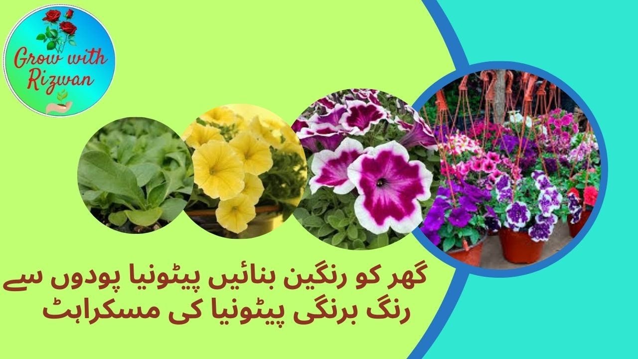 Petunia Flowers | Best Seasonal Blooming Plant, Grow with Rizwan