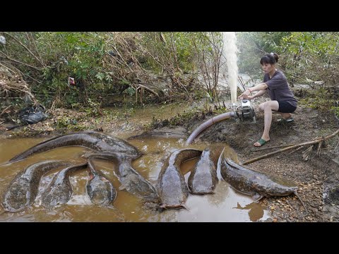 Harvesting Fish - Wild Fishing, Catch Many Fish With A Large Pump Sucks Water Out Of Wild Lake