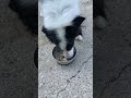 Dogs eating