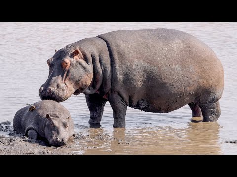 Video: Žiemojantis Asiūklis - Dekoratyvus Dailus