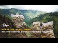 Raíces que transforman: la ciencia detrás de una arracacha mejorada - TvAgro por Juan Gonzalo Angel