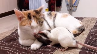 Cats and Mouse Reaction Compilation 😹🐁 [Funny Pets]