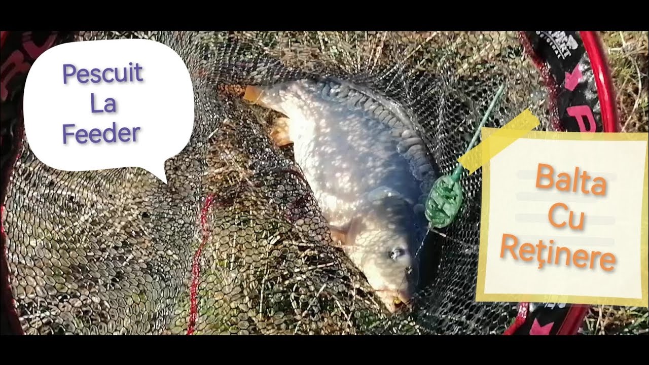 Pescuit la feeder - Cum sa prinzi Crap la Method Feeder pe balta cu Reținere