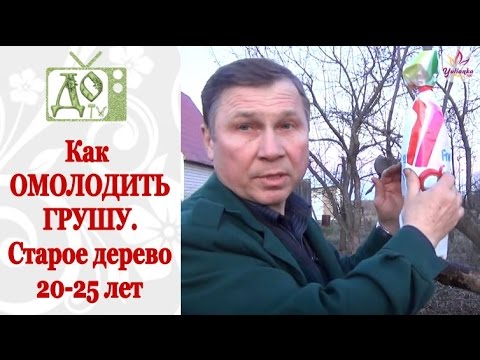 КАК ОМОЛОДИТЬ грушу в возрасте 2025 лет