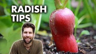 How to Grow Radishes from Seed to Harvest!